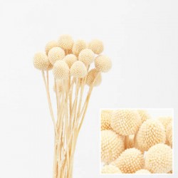 MAZZO CRASPEDIA IMBUSTATO 60cm BIANCO 20pz