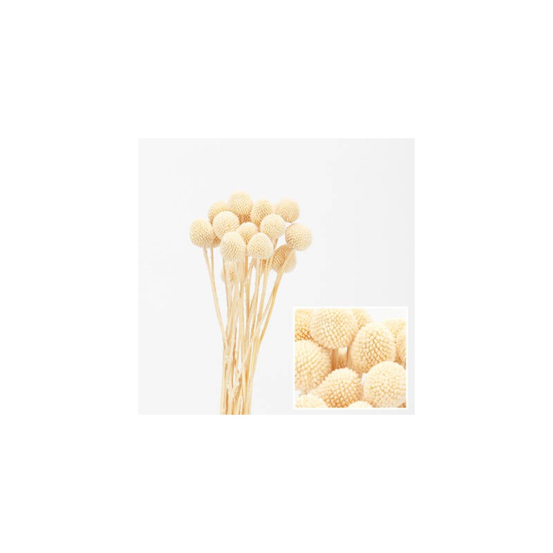 MAZZO CRASPEDIA IMBUSTATO 60cm BIANCO 20pz