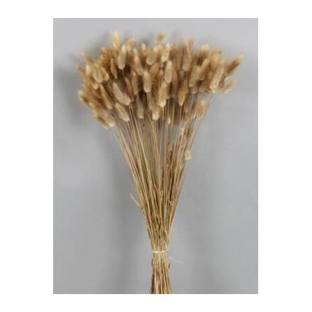 LAGURUS NATURALE BUSTA 100gr
