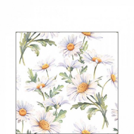 TOVAGLIOLI 25x25 MARGHERITE BIANCHE 20pz