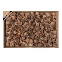 PIGNE CON RAMO 200pz IN BOX