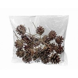 PIGNE CON STELO 18cm 300gr IN BOX