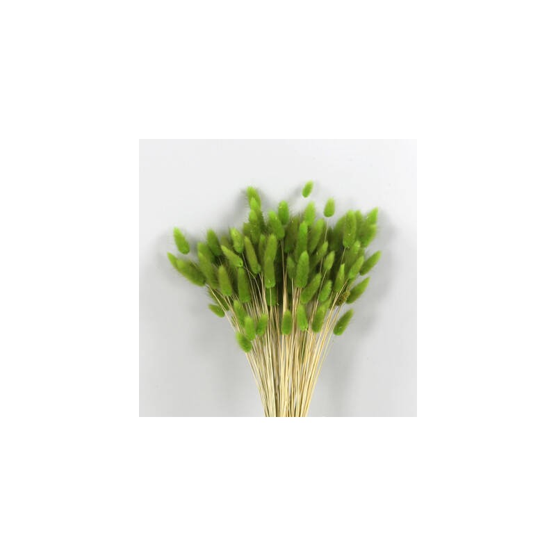 LAGURUS VERDE ERBA IN BUSTA 100gr