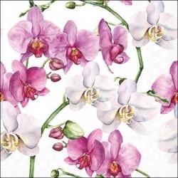 TOVAGLIOLI 33x33 ORCHIDEA BIANCA 20pz