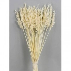 AVENA SBIANCATA BUSTA 100gr