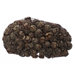 PIGNE CIPRESSO RETINA 1kg