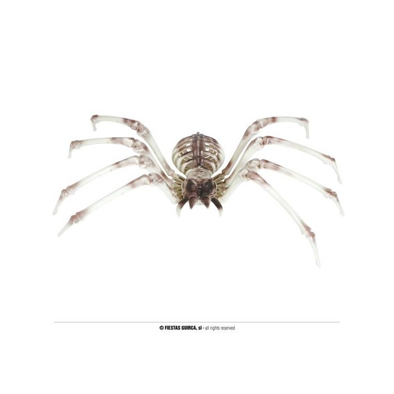 SCHELETRO DI RAGNO 85x35cm