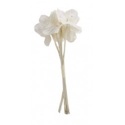 PICKS FIORE MYOSOTIS BIANCO 12pz