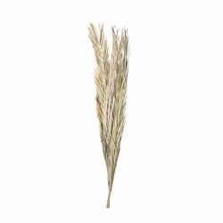 FASCIO E FOGLIE KHEJUR H.100cm