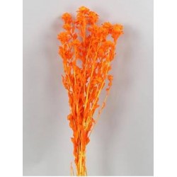 RAMETTO CARTHAMUS 100gr H50cm colore - 009 Arancio