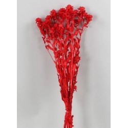 RAMETTO CARTHAMUS 100gr H50cm colore - 002 Rosso