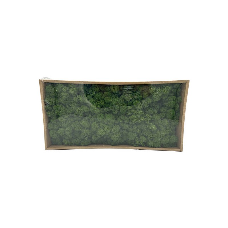 MUSCHIO/LICHENE IN BOX 38cm VERDE SCURO