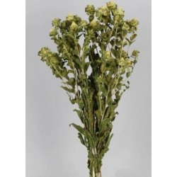 CARTHAMUS NATURALE BUSTA 100gr