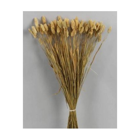 PHALARIS POS NATUALE BUSTA 100gr