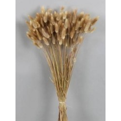 LAGURUS NATURALE BUSTA 100gr