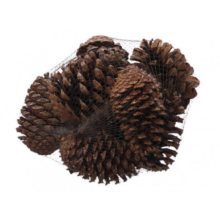 PIGNE MARITIMA RETINA 10pz