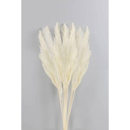 FASCIO PAMPAS SBIANCATE H.80-90cm 6pz