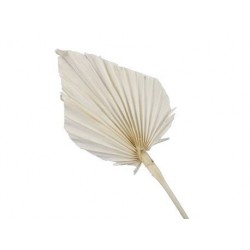 FOLGIA PALMA NATURAL 7pz