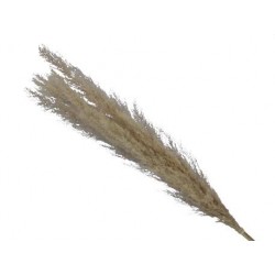 PAMPAS TWO TONE NATURAL 75cm