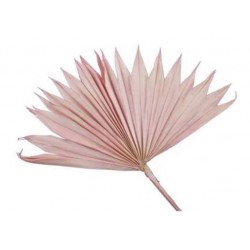 FOLGIA PALMA SUN CUT ROSA 5pz