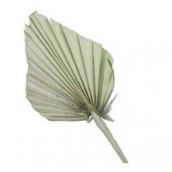 FOLGIA PALMA GREEN 7pz