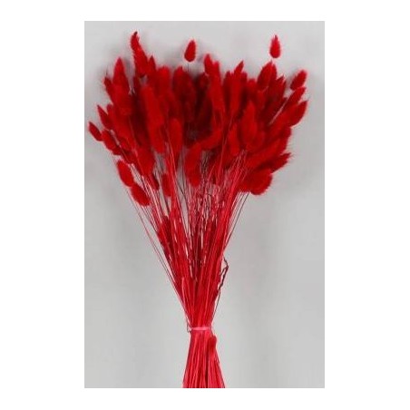 LAGURUS ROSSO IN BUSTA 100gr