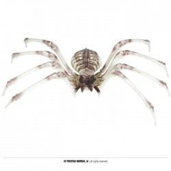 SCHELETRO DI RAGNO 85x35cm