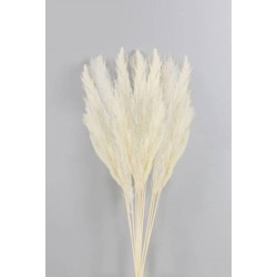 FASCIO PAMPAS SBIANCATE H.80-90cm 6pz