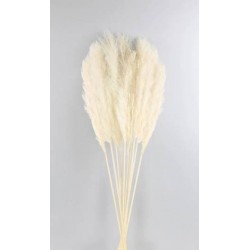 FASCIO PAMPAS SBIANCATE H.120-140cm 6pz