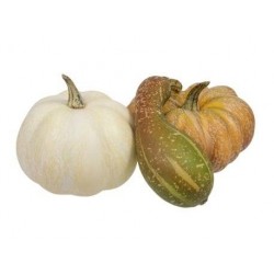 ZUCCHE IN PLASTICA 12pz ass.te