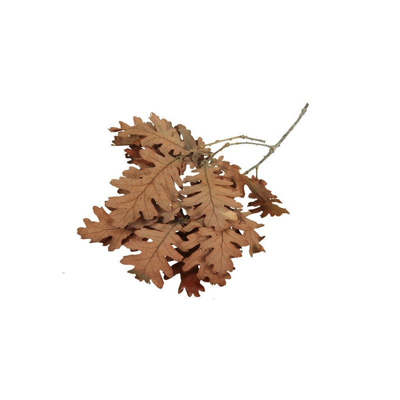 FOGLIE QUERCIA RAMETTO 24pz 400gr