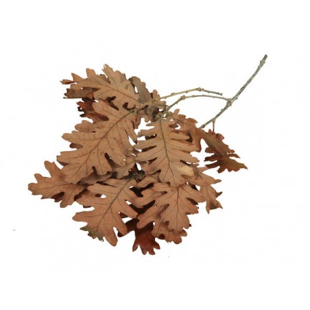 FOGLIE QUERCIA RAMETTO 24pz 400gr