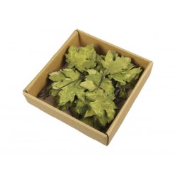 FOGLIE D'ACERO IN SCATOLA 24pz VERDE