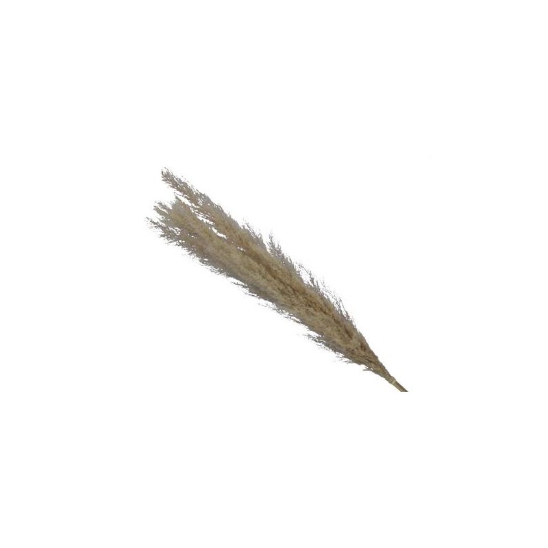 PAMPAS TWO TONE NATURAL 75cm