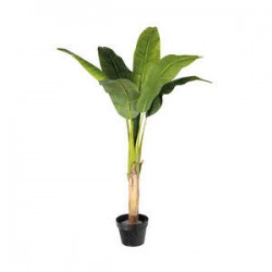 BANANA TREE IN POT 120cm