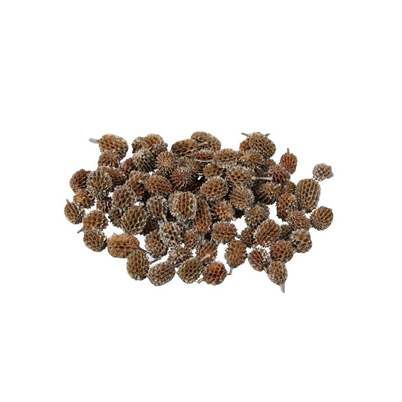 PIGNE CASURINA PLATINUM TIP 500gr