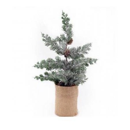 ALBERELLO 41cm base yuta