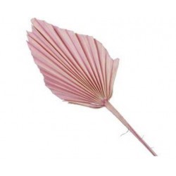 FOGLIA PALMA ROSA 7pz