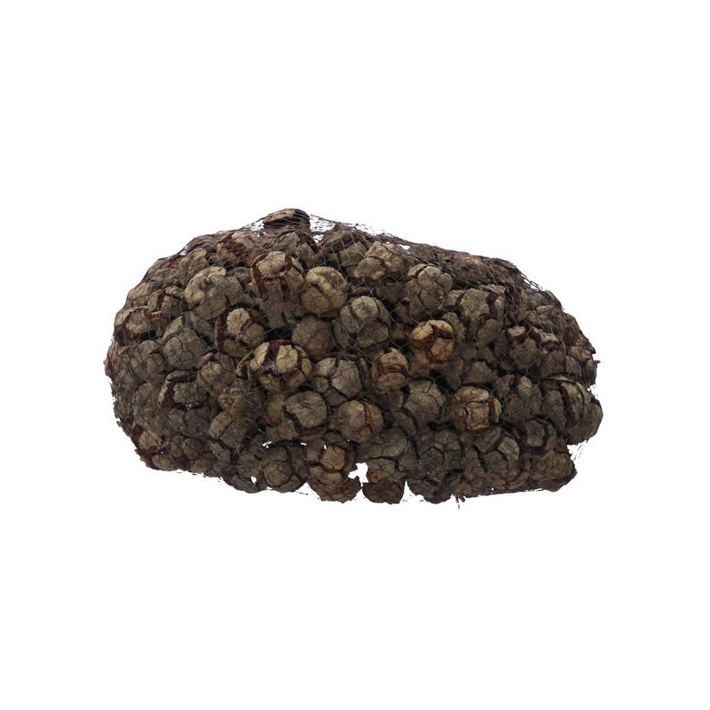 PIGNE CIPRESSO RETINA 1kg