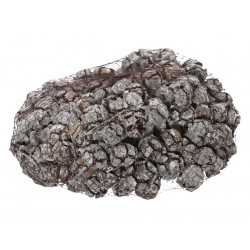 PIGNE CIPRESSO SBIANCATE RETINA 1kg