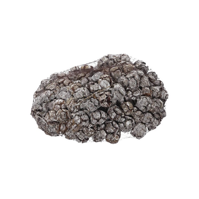 PIGNE CIPRESSO SBIANCATE RETINA 1kg