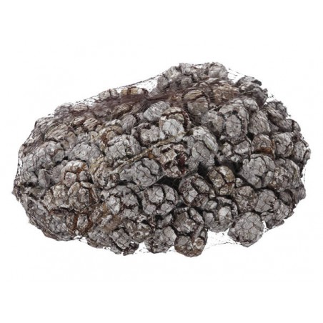 PIGNE CIPRESSO SBIANCATE RETINA 1kg