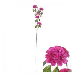 STELO RANUNCOLO FUXIA 70cm