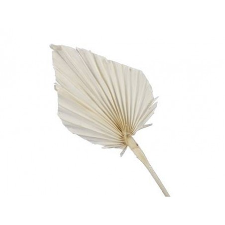 FOGLIA PALMA NATURAL 7pz