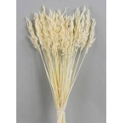 AVENA SBIANCATA BUSTA 100gr