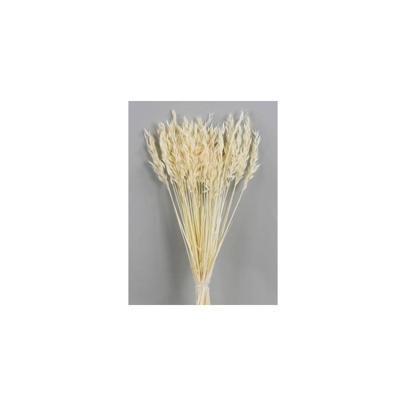 AVENA SBIANCATA BUSTA 100gr