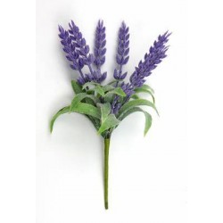 PICK MAZZOLINO LAVANDA BUSTA 6 MAZZETTI