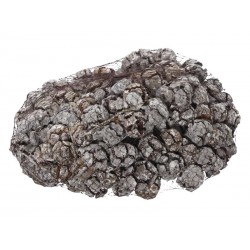 PIGNE CIPRESSO SBIANCATE RETINA 1kg