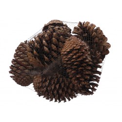 PIGNE MARITIMA RETINA 10pz