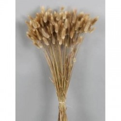 LAGURUS NATURALE BUSTA 100gr